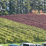 オチガビワイナリー - 【2021年10月】緑と紫のワイン用の「垣根仕立て」のぶどう畑が広がってます。