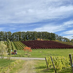 オチガビワイナリー - 【2021年10月】収穫体験の農場からぶどう畑を臨む。