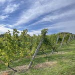 オチガビワイナリー - 【2021年10月】ワイン用の「垣根仕立て」のぶどう畑、結構広いですねえ♪
