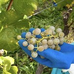 オチガビワイナリー - 【2021年10月】収穫のシーン。