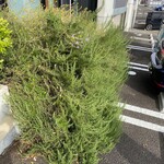 伊太利亭 - 店頭「ローズマリー」٩(^‿^)۶