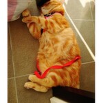 ヴァン ベール - 