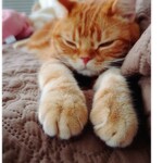 ヴァン ベール - 