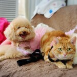 ヴァン ベール - 