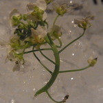 ランベリー ナオト キシモト - 周りに散らしたエディブルフラワー２