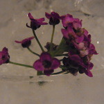 ランベリー ナオト キシモト - 周りにちらしたエディブルフラワー１