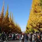 ラ・クローチェ - ｎｅｗ　食後に向かった神宮外苑のイチョウ並木