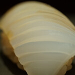 たかおか - 墨烏賊