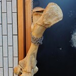 一条流がんこ総本家分家四谷荒木町 - 