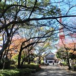 Horumon Yaki Katou - 増上寺の紅葉