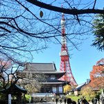Horumon Yaki Katou - 増上寺と東京タワー