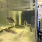 海のまんま・海鮮味楽 - 生簀にはアジが！自分を見てます\(//∇//)\