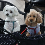 ミカドコーヒー - 