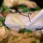 讃岐屋 雅次郎 - 