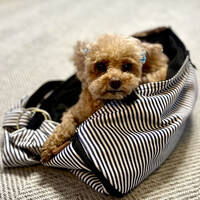 開化亭 - 手術前の愛犬（チャチャ）。お出かけ前には、いつもの肩かけバックに飛び込んで、準備万端で待ってます。愛らしい瞳で見つめられると胸が"キューン"と締めつけられる❤️