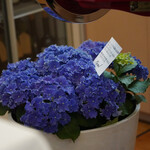 ペレグリーノ - 