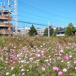 ガリレオ 八兵衛 - 向こうの学校は運動会みたい