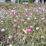 ガリレオ 八兵衛 - 雑草のごとく！