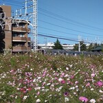 ガリレオ 八兵衛 - 東武東上線