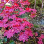 戸隠講社　山本館 - 