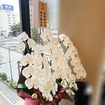 銀座 四代目 高橋屋 - お祝いの胡蝶蘭