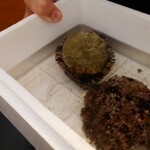 ベルエキップ - アワビを裏返しされた
      生きてるのでアワビが縮むねえ！