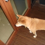 ブラックシープ - 店長のはなちゃん