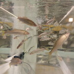 鮎知 - 生簀で元気に泳ぐ稚鮎