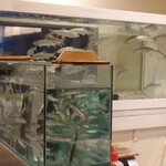 鮎知 - 生簀で元気に泳ぐ稚鮎