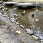 大むら - 大横川親水公園の鴨たち