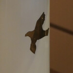 ペレグリーノ - 