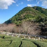 池川茶園 - テラスからの景色♪