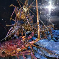 筑紫樓 銀座店 - 伊勢エビ