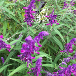 うを徳 - ご近所に咲いていたセージ