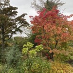 Mori no Naka no Choushoku to Cafe no Mise Cabot Cove - 场地内的树木已经开始变色了