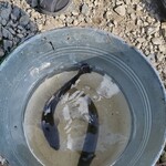 高水山源流の釣り堀 古民家 - 