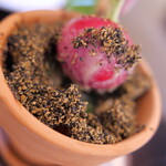 トラットリア ジッリ - 「ジッリの鉢植えバーニャカウダ」