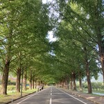 Hayama Kohi - メタセコイア並木