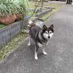 パティスリー アル - 可愛くて大人しい柴ちゃん！