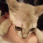 猫 - ネコ好き歓迎！　看板猫「アクビ（出勤不定期）」がお出迎えいたします。