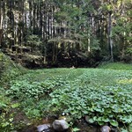 そば処 水無湧水庵 - 湧水を利用したわさび畑？