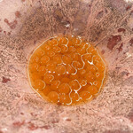 鮨 なんば - イクラ