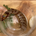 わすれな草 - 活車エビ（アップ）