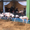 メヒコ  郡山フラミンゴ館