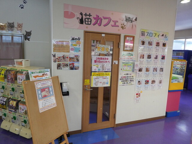 猫カフェアミパ 仙台港店（アミューズパーク仙台港店　猫カフェ） - 中野栄（その他）