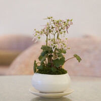 ベージュ アラン・デュカス 東京 - 