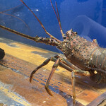 食彩厨房 甚兵衛 - 伊勢海老