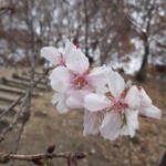 茜彩庵 山水 - 11月末から12月中旬までは付近で冬桜を観賞できます。