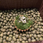 Installation Table ENSO L'asymetrie du calme - スナップエンドウ香りと食感がタルトとよく合います　この小さなタルトの中にとてつもない手間をかけていらっしゃる、説明に頭が追いつきませんでした　汗