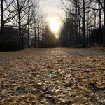 らー麺　Do・Ni・Bo - 銀杏並木が落ち葉だらけ〜